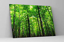 Obraz Symbol života Stromy zs1191